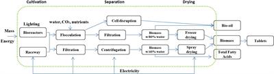 Life cycle assessment of auto-tropically cultivated economic microalgae for final products such as food, total fatty acids, and bio-oil